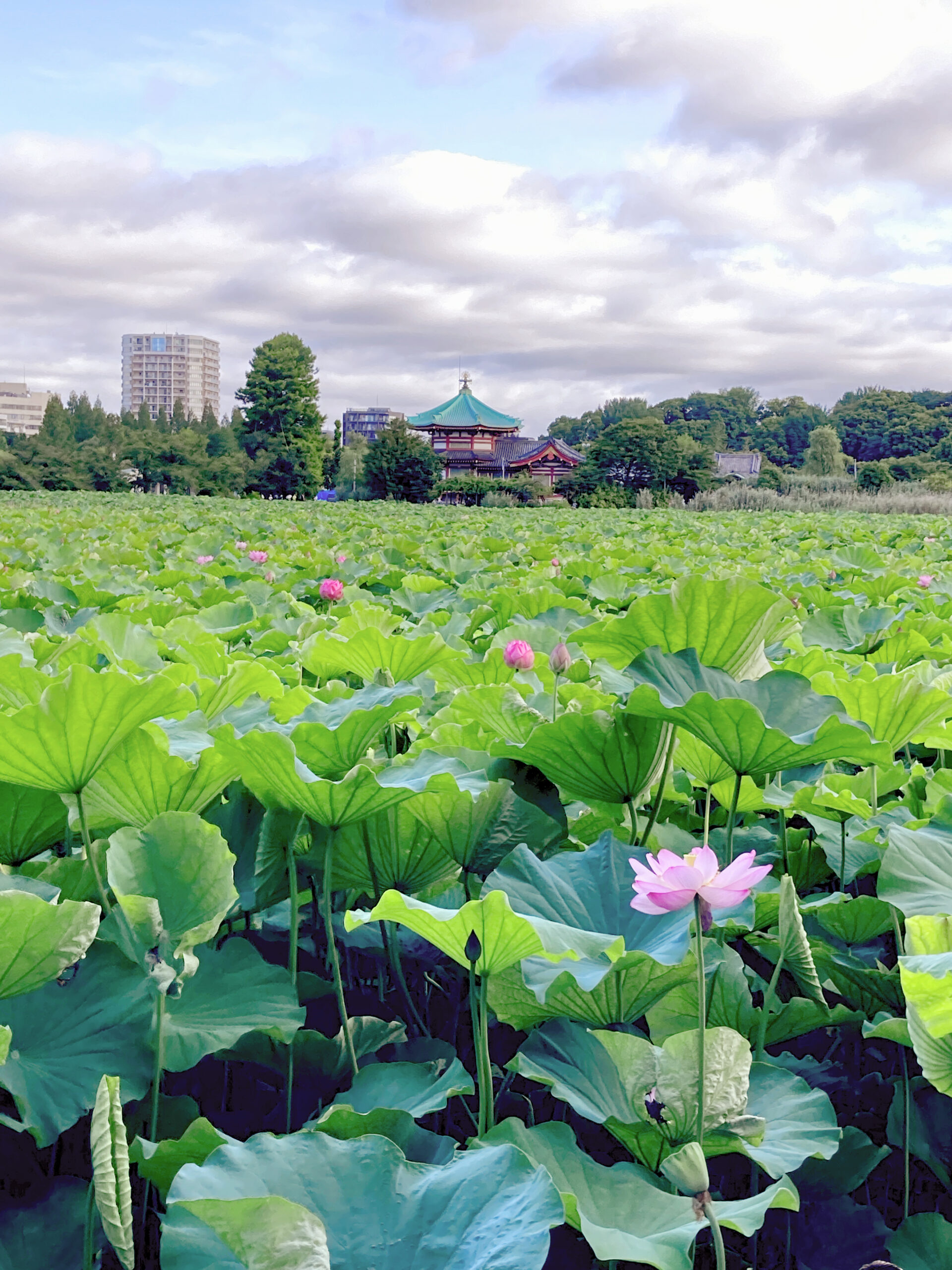 Ueno area