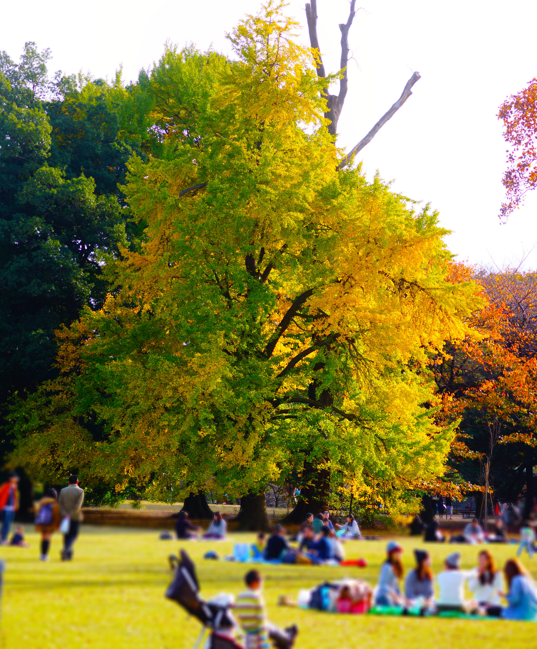 Picnic at Yoyogi Park with a baby